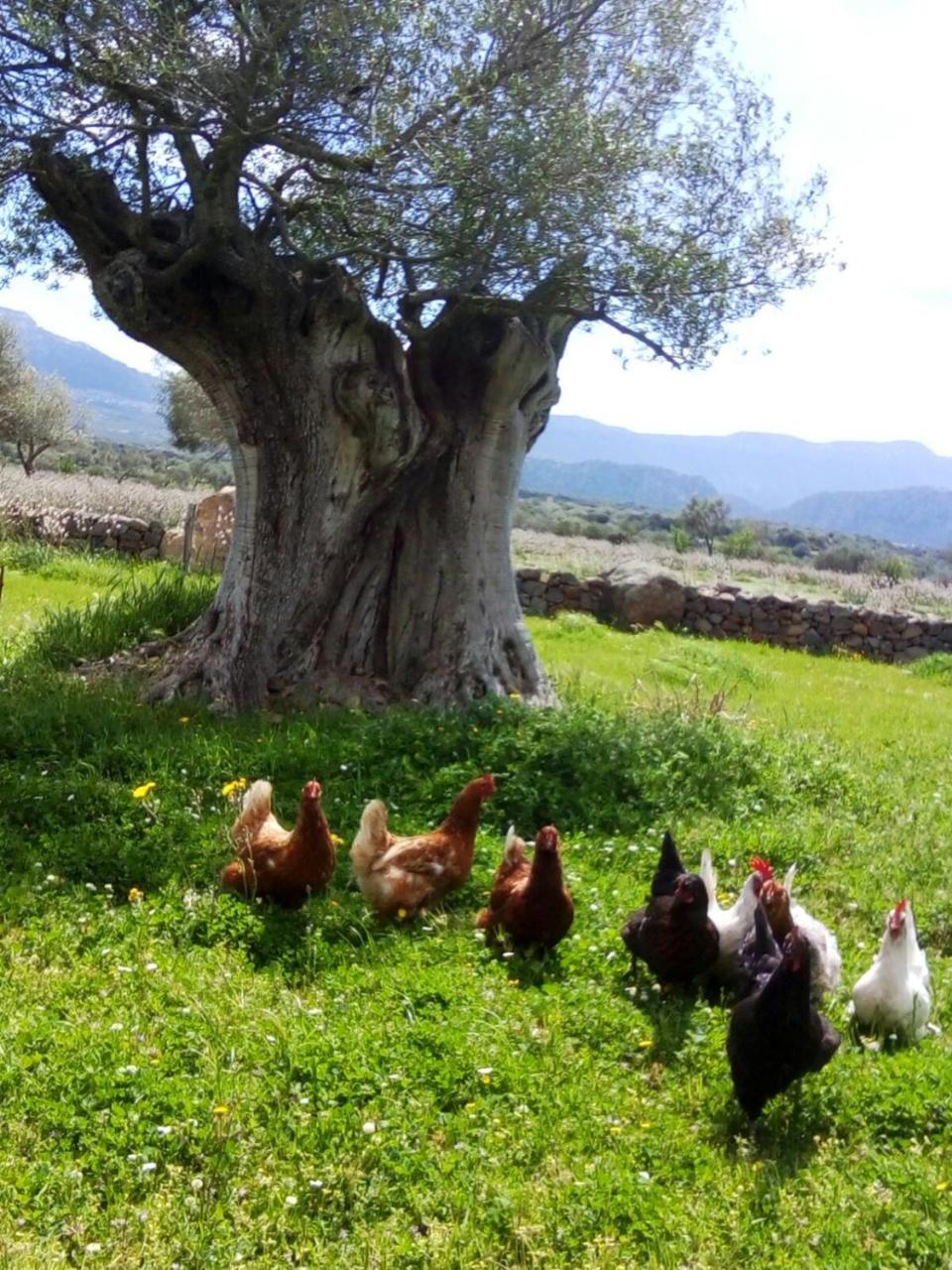 Agriturismo Iloghe Affittacamere Dorgali Esterno foto